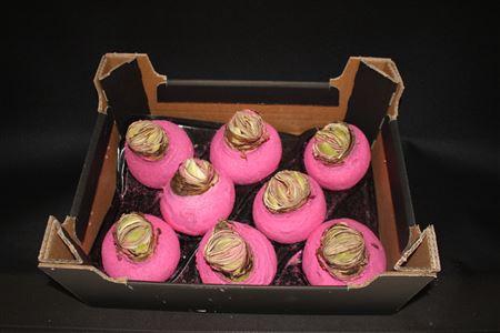 <h4>Amaryllis Topl Pink Rose</h4>