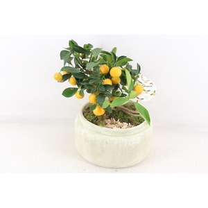 arr3 SN - Ker. schaal luxe white L citrus x2