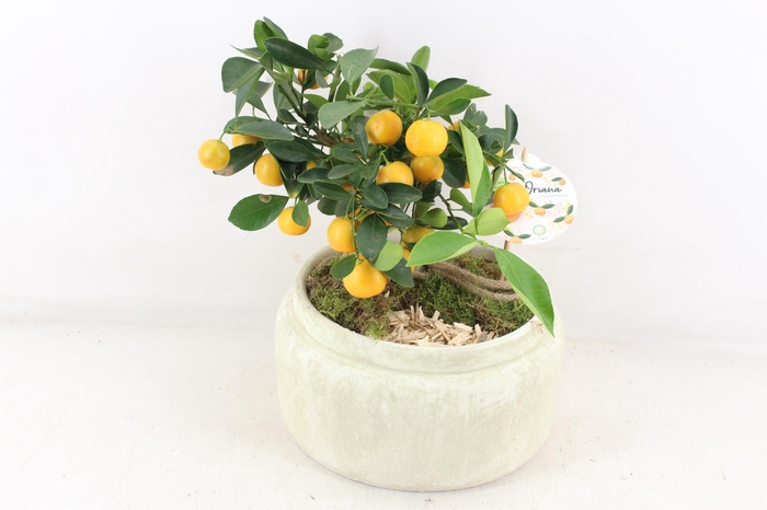<h4>arr3 SN - Ker. schaal luxe white L citrus x2</h4>