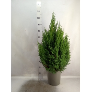 Juniperus chinensis 'Stricta'