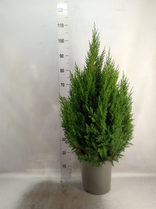 Juniperus chinensis 'Stricta'