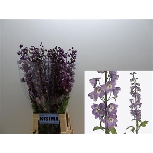 Delph Du Mag Fountains Lilac