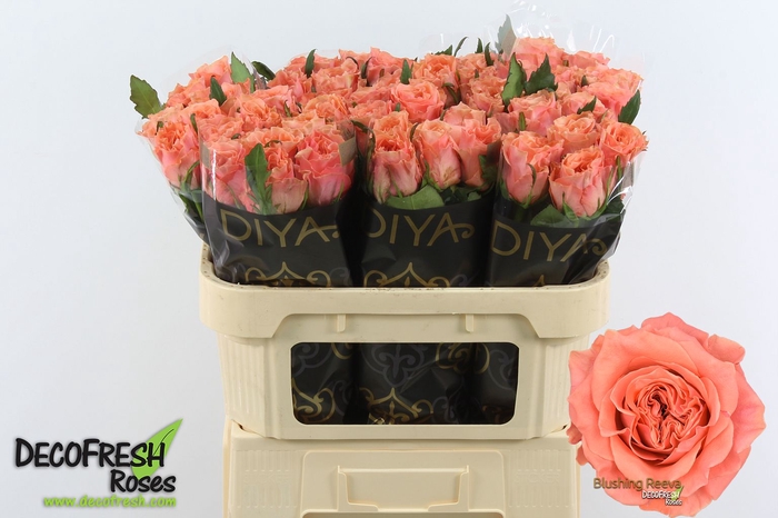 <h4>R Gr Blushing Reeva Diya</h4>
