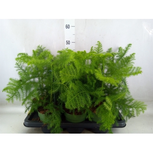 Araucaria heterophylla