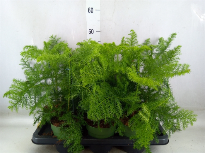 <h4>Araucaria heterophylla</h4>