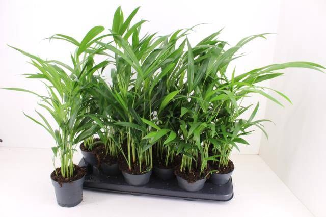 <h4>DYPSIS LUTESCENS</h4>