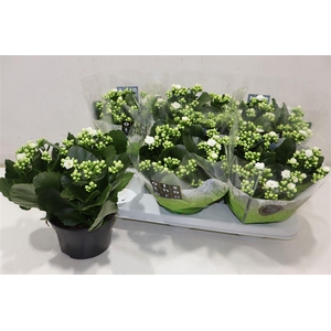 arr8 Kal Ge Whites White