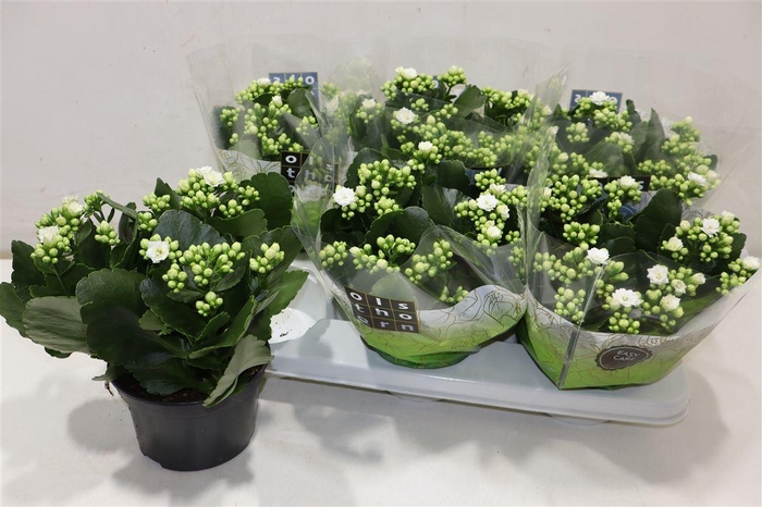 <h4>Kal Ge Whites White</h4>