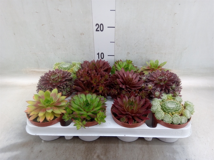 <h4>Sempervivum   ...</h4>