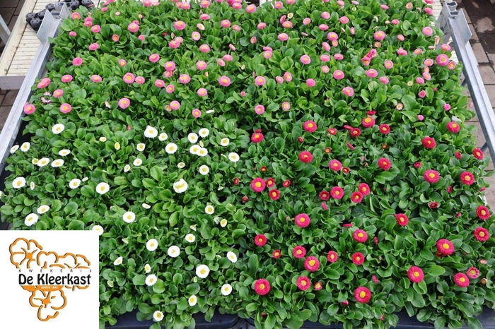 <h4>BELLIS PERENNIS GEM</h4>