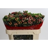 Hypericum Rainbow Romance Spray