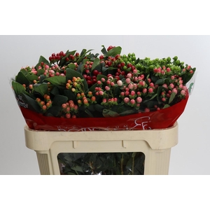 Hypericum Rainbow Romance Spray