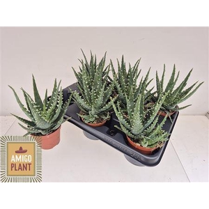 Aloe Ar Bora