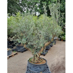 OLEA EUROPAEA