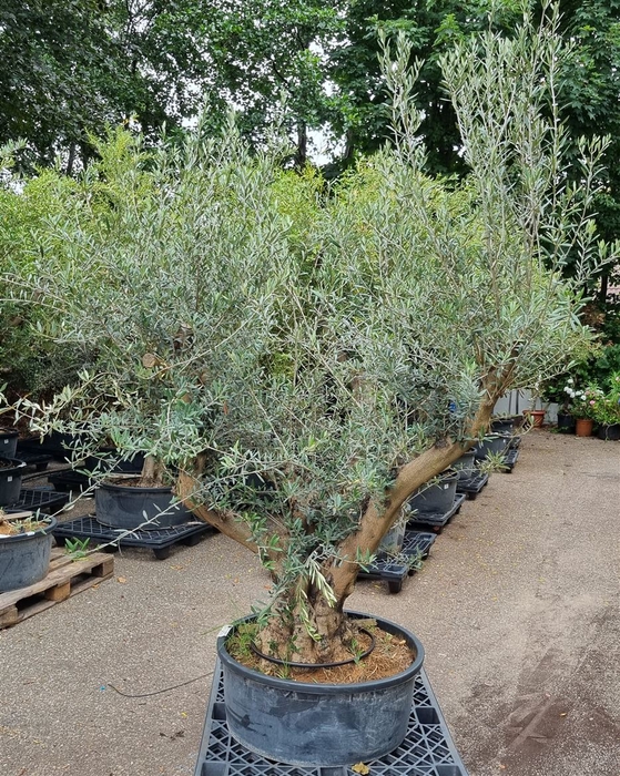 <h4>OLEA EUROPAEA</h4>