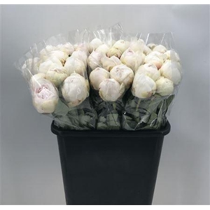 Paeonia Odile