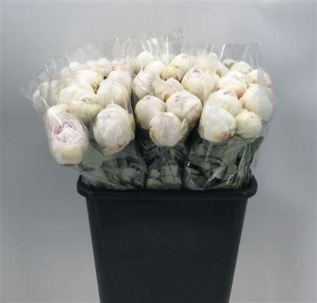 <h4>Paeonia Odile</h4>