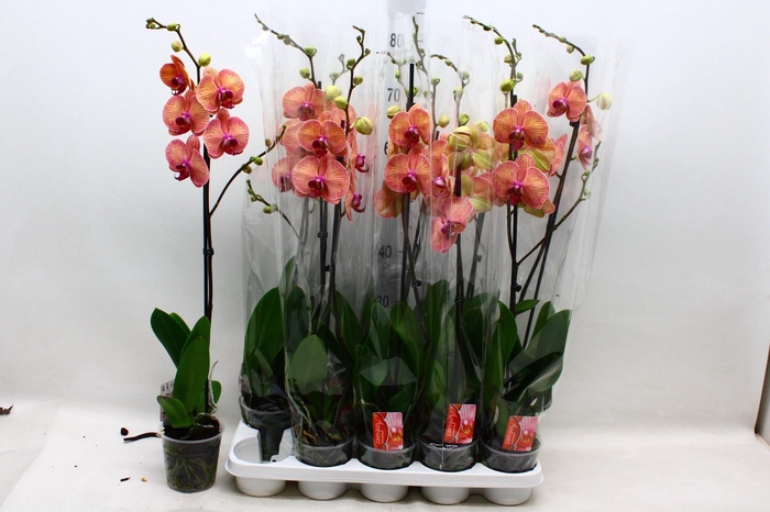 <h4>PHAL OV ORANJE</h4>