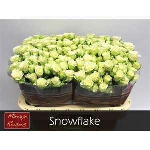 R Tr Snowflake