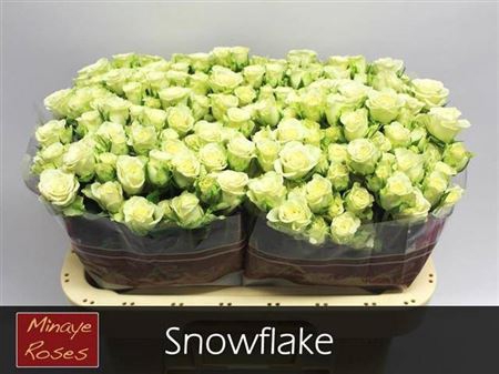 <h4>R Tr Snowflake</h4>