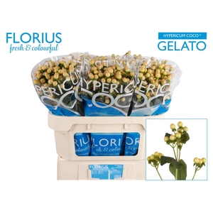 Hyp Coco Gelato Florius