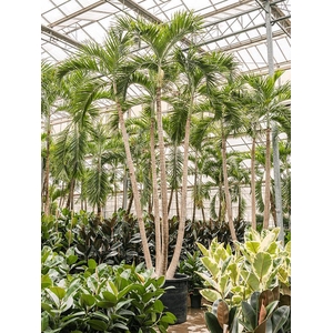 Veitchia (Adonidia) merrillii