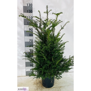 TAXUS BACCATA