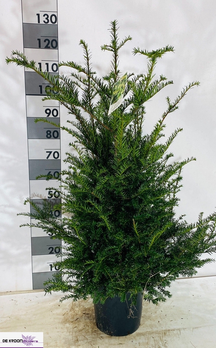 <h4>TAXUS BACCATA</h4>