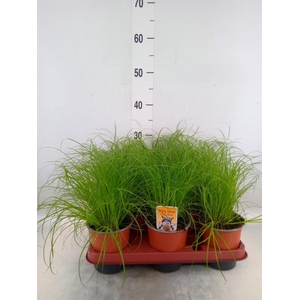 Cyperus alternifolius 'Zumula'