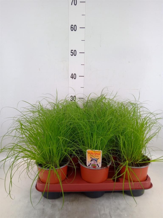 <h4>Cyperus alternifolius 'Zumula'</h4>