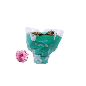 Kalanchoe Rosalina 15cm Don Alano wit/roze