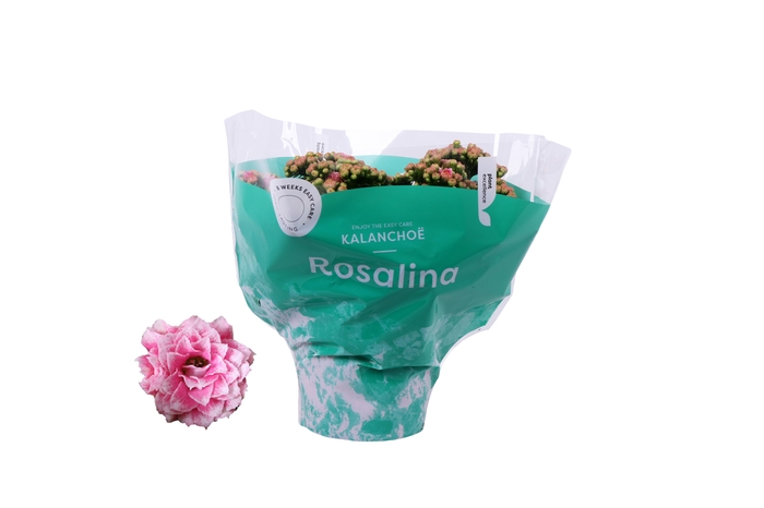 <h4>Kalanchoe Rosalina 15cm Don Alano wit/roze</h4>