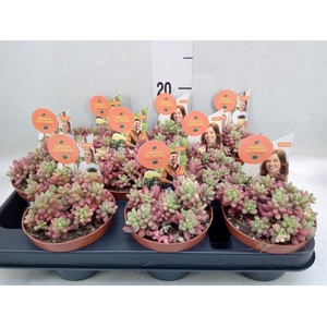 Sedum rubrotinctum 'Aurora'