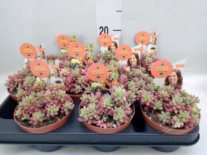 <h4>Sedum rubrotinctum 'Aurora'</h4>