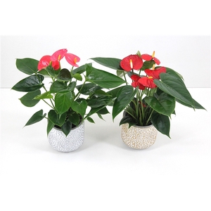 Anthurium Flamingomix 9cm met keramieken potje