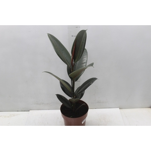 FICUS ELASTICA BURGUNDY P17