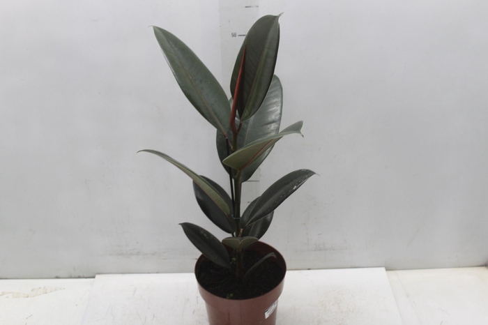 <h4>FICUS ELASTICA BURGUNDY P17</h4>