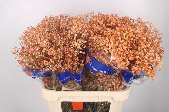 <h4>GYPS KLB ORANGE</h4>