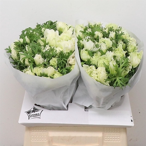 Anem Co Fstar Lavendel