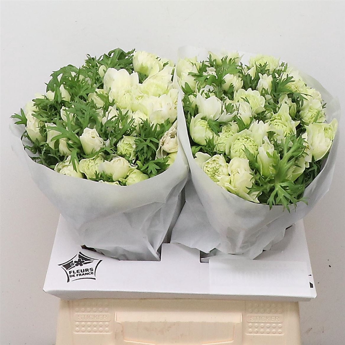 <h4>Anem Co Fstar Lavendel</h4>