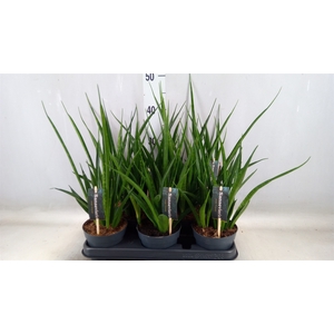 Sansevieria kirkii 'Friends'