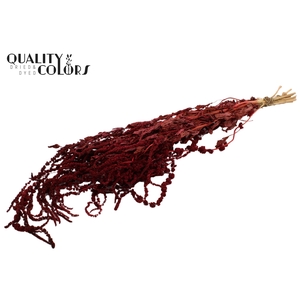 Hang Amaranthus ± 90cm p/bunch Burgundy