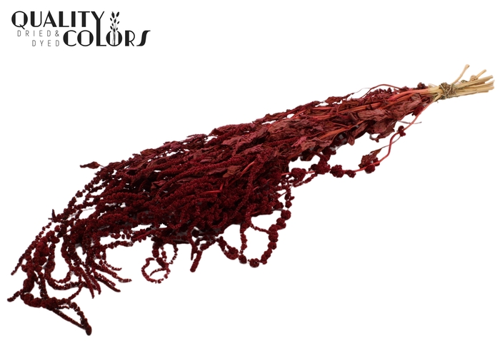 <h4>Hang Amaranthus ±70cm p/bunch Burgundy</h4>