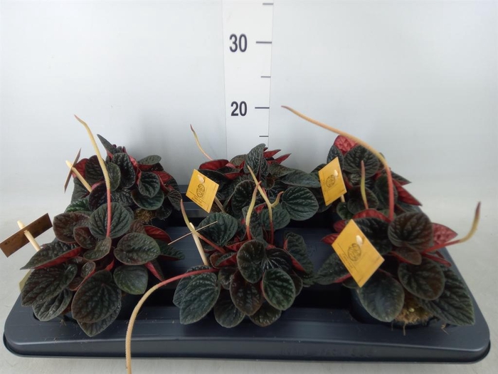 <h4>Peperomia</h4>