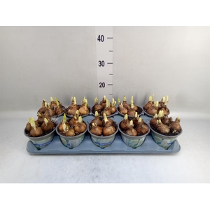 Narcissus DU 'Bridal Crown'