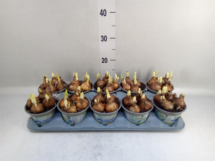 <h4>Narcissus DU 'Bridal Crown'</h4>