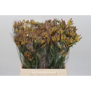 Anigozanthos Gold Fever