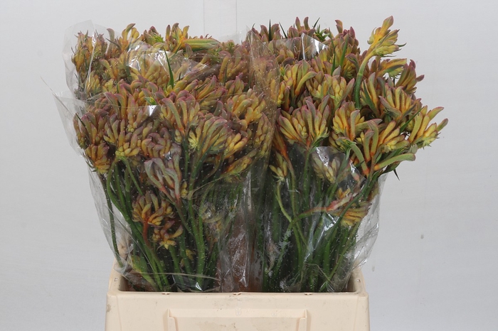 <h4>Anigozanthos Gold Fever</h4>