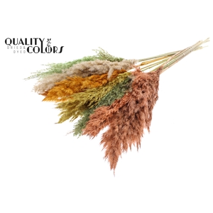 Pampas Grass 70cm 10st/bunch Summer Mix