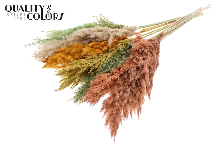 <h4>Pampas Grass 70cm 10st/bunch Summer Mix</h4>